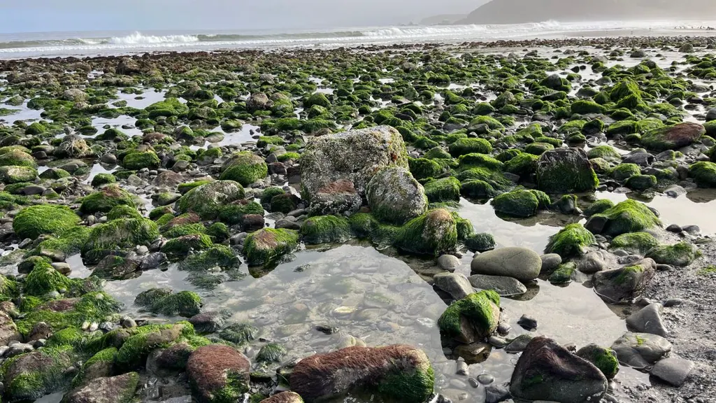 Low tide at Linda Mar State Beach in Pacifica, California with moss-covered rocks, tide pools, and ocean waves in the background