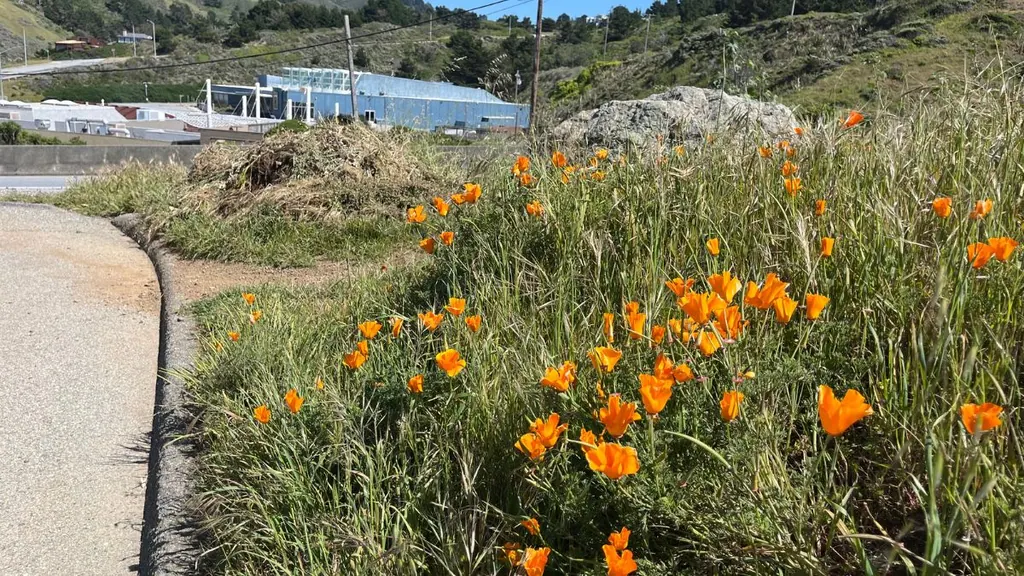 Wildflowers along a coastal path in Pacifica California representing the timeline and process of selling a home during probate