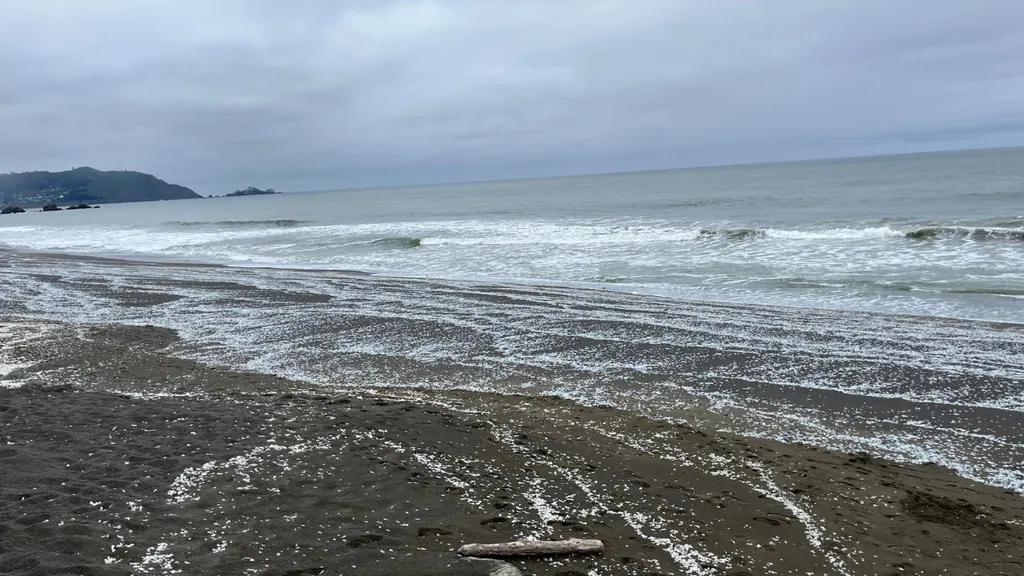 Velella covering the beach along the Pacifica California coastline during coastal surf conditions