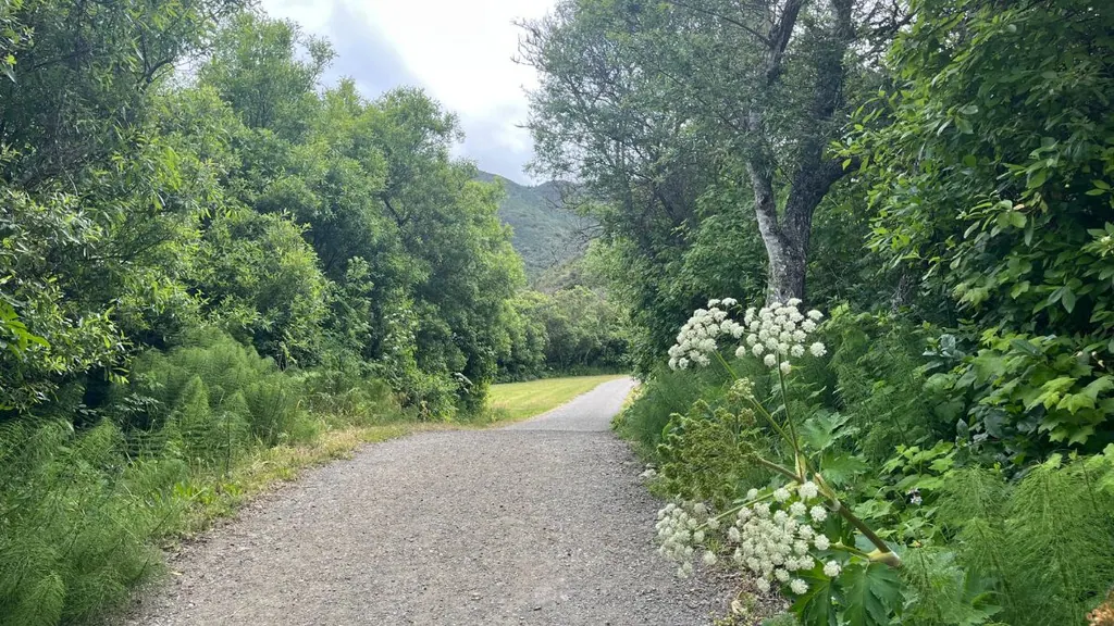 San Pedro Valley Park trail in Pacifica CA 94044 with green trees, hillside views, and wildflowers