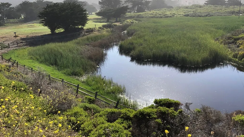 Wetland area at Sharp Park Golf Course overlooking the Pacifica coastline