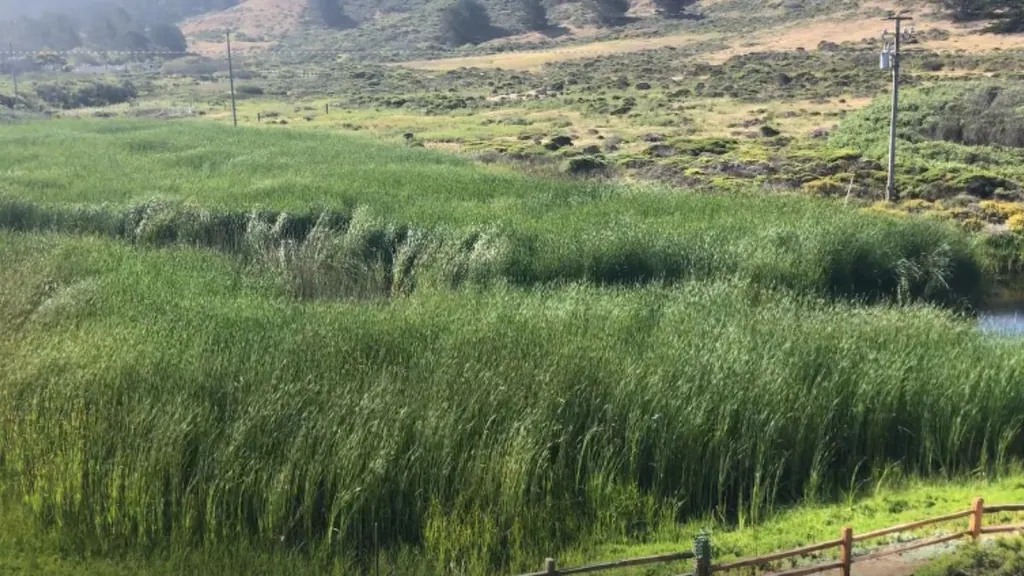 Tall marsh grasses growing in the Sharp Park wetlands area of Pacifica, California.