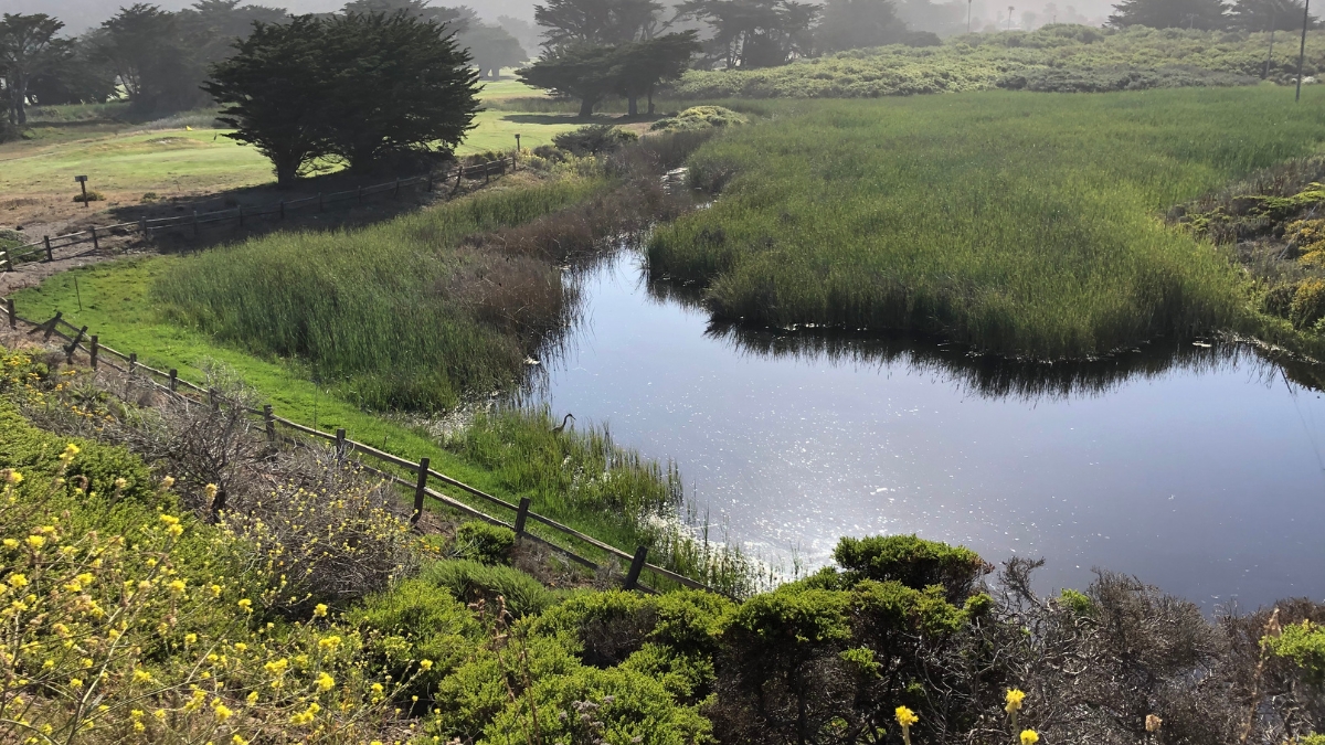 Wetland area at Sharp Park Golf Course overlooking the Pacifica coastline