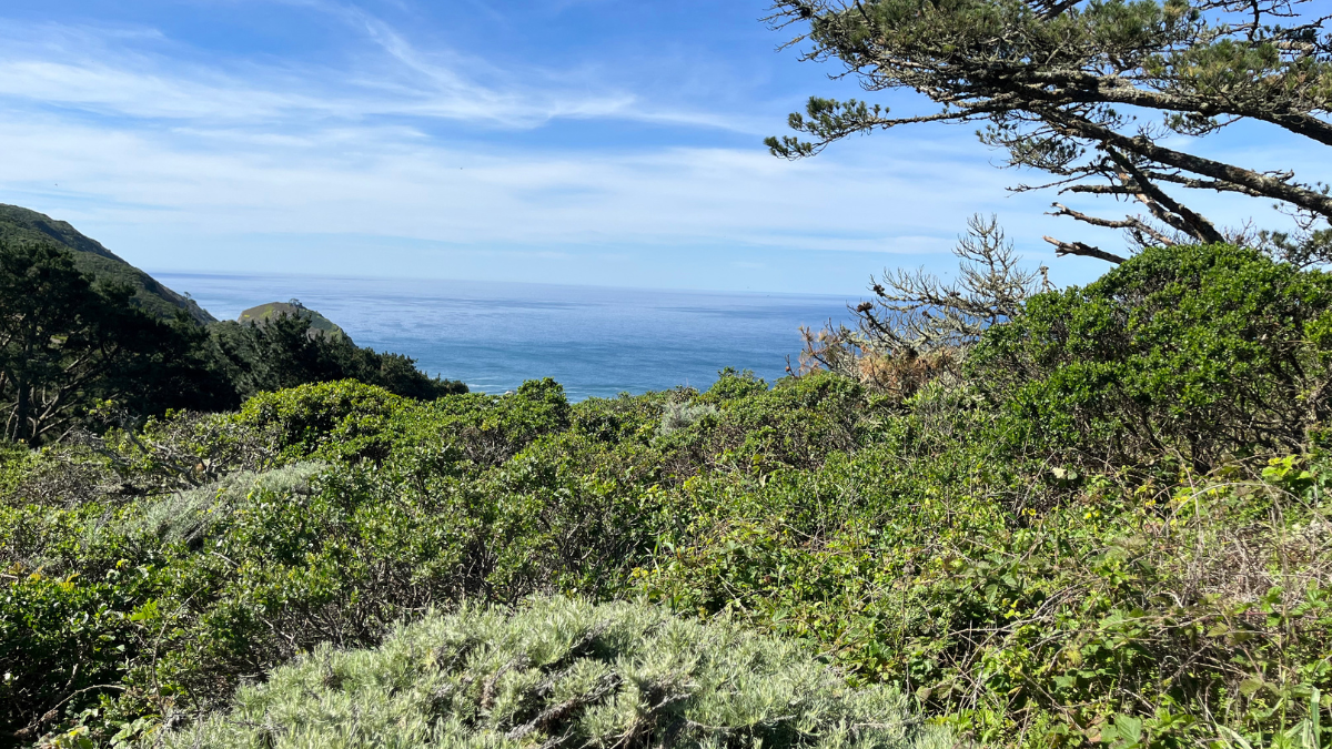 Coastal view at the Pedro Point Headlands, Pacifica California with ocean, hillside greenery, and coastal trees in San Mateo County