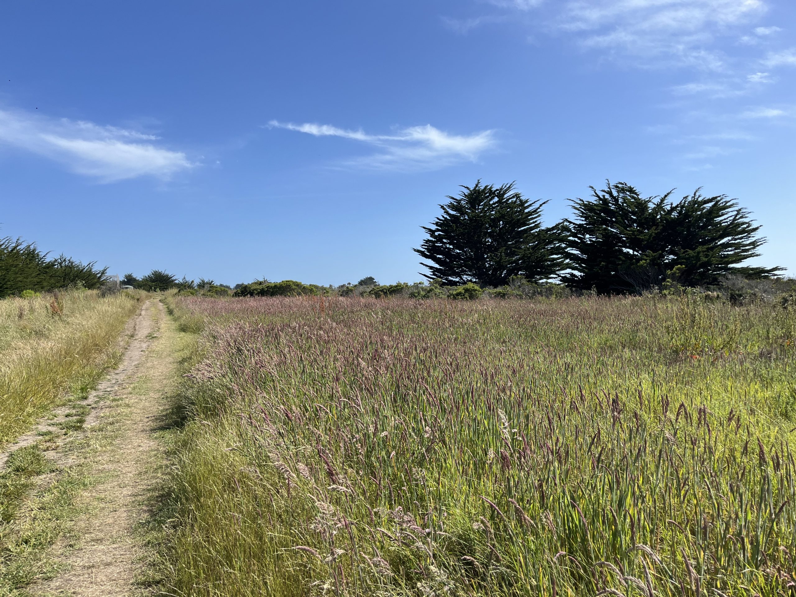 Wavecrest Trail in Half Moon Bay with coastal grasslands and a walking path under a clear blue sky