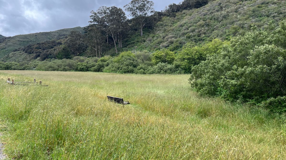 Field of tall grass and a lone bench in San Pedro Valley Park surrounded by coastal mountains, representing reflection and inherited property decisions during California probate