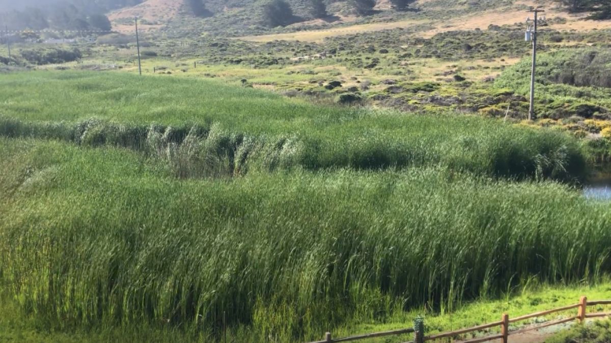 Tall marsh grasses growing in the Sharp Park wetlands area of Pacifica, California.