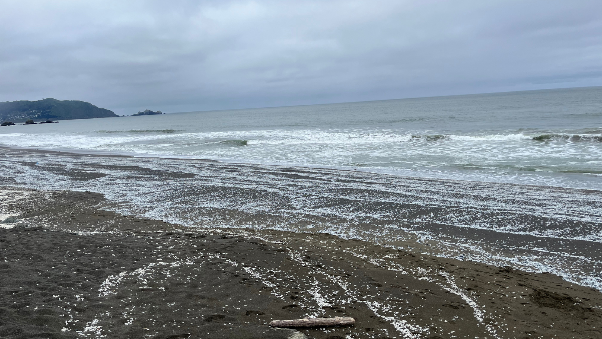Velella covering the beach along the Pacifica California coastline during coastal surf conditions