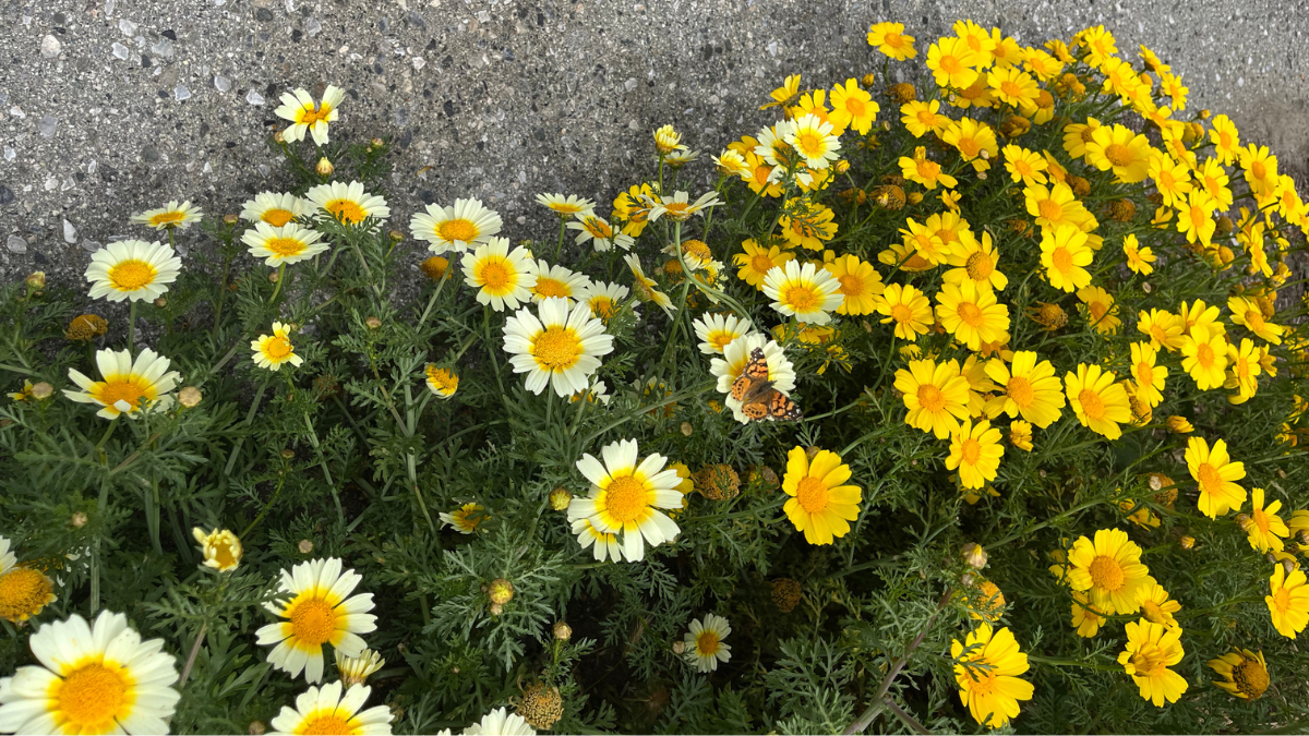 Yellow flowers with a butterfly in Pacifica, California